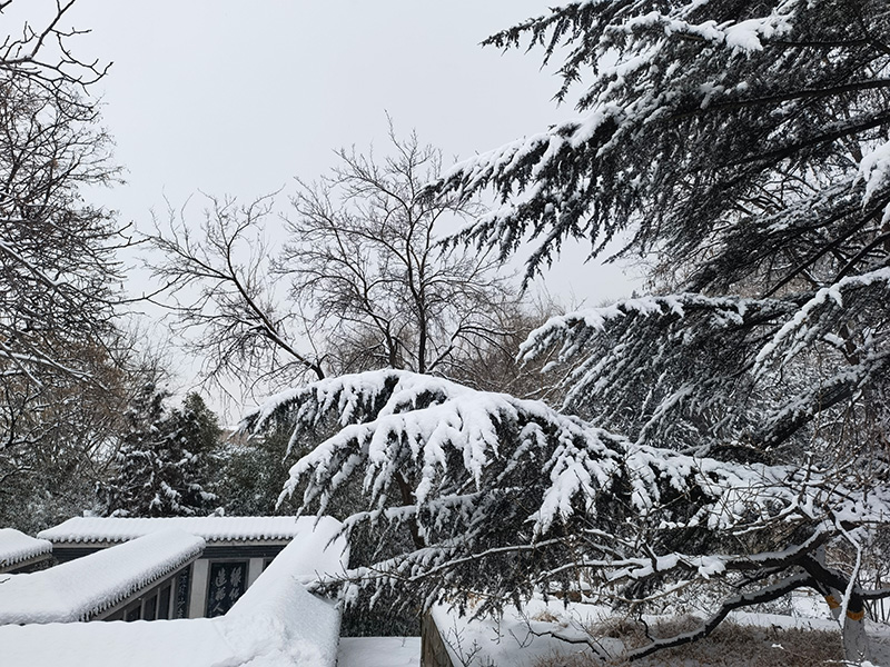 尹军琪：北京的雪
